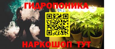шишки Будённовск